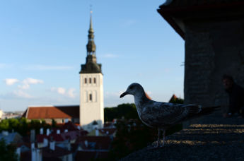 Таллин, чайка на смотровой площадке