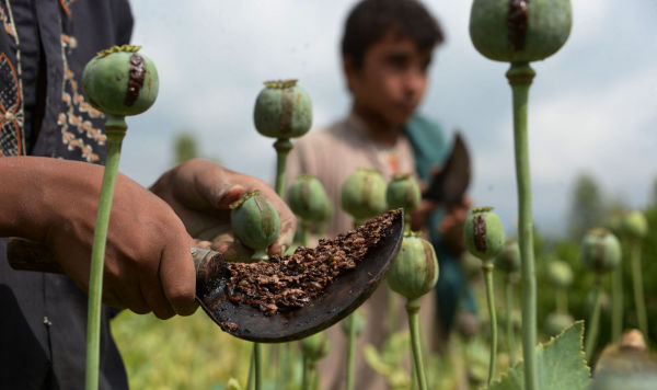 Сбор урожая мака в Афганистане