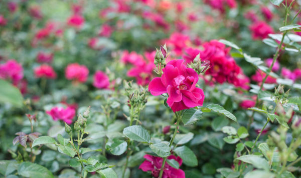 Дни роз в Таллиннском ботаническом саду
