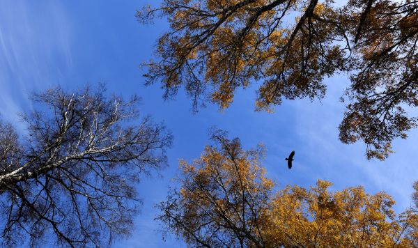 Птица пролетает над деревьями