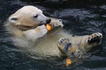 Медвежонок ест тыкву
