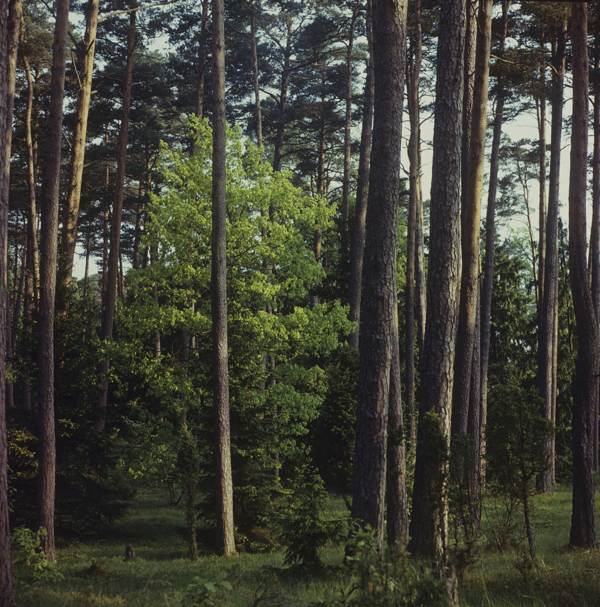 Эстонская ССР. Остров Сааремаа. Вийдумяэский заповедник. Создан в 1957 году для сохранения редких видов растений. Сосновый бор в заповеднике.