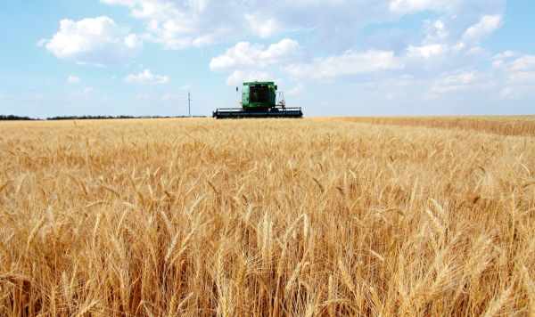 Уборка пшеницы на поле в Тельмановском районе Донецкой области. 