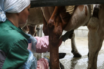 Работница во время дойки коров