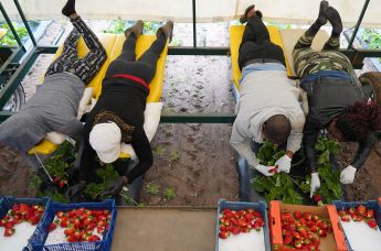 Сезонные работники собирают клубнику в Эстонии