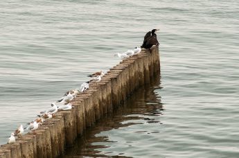 Баклан и чайки на берегу Балтийского моря