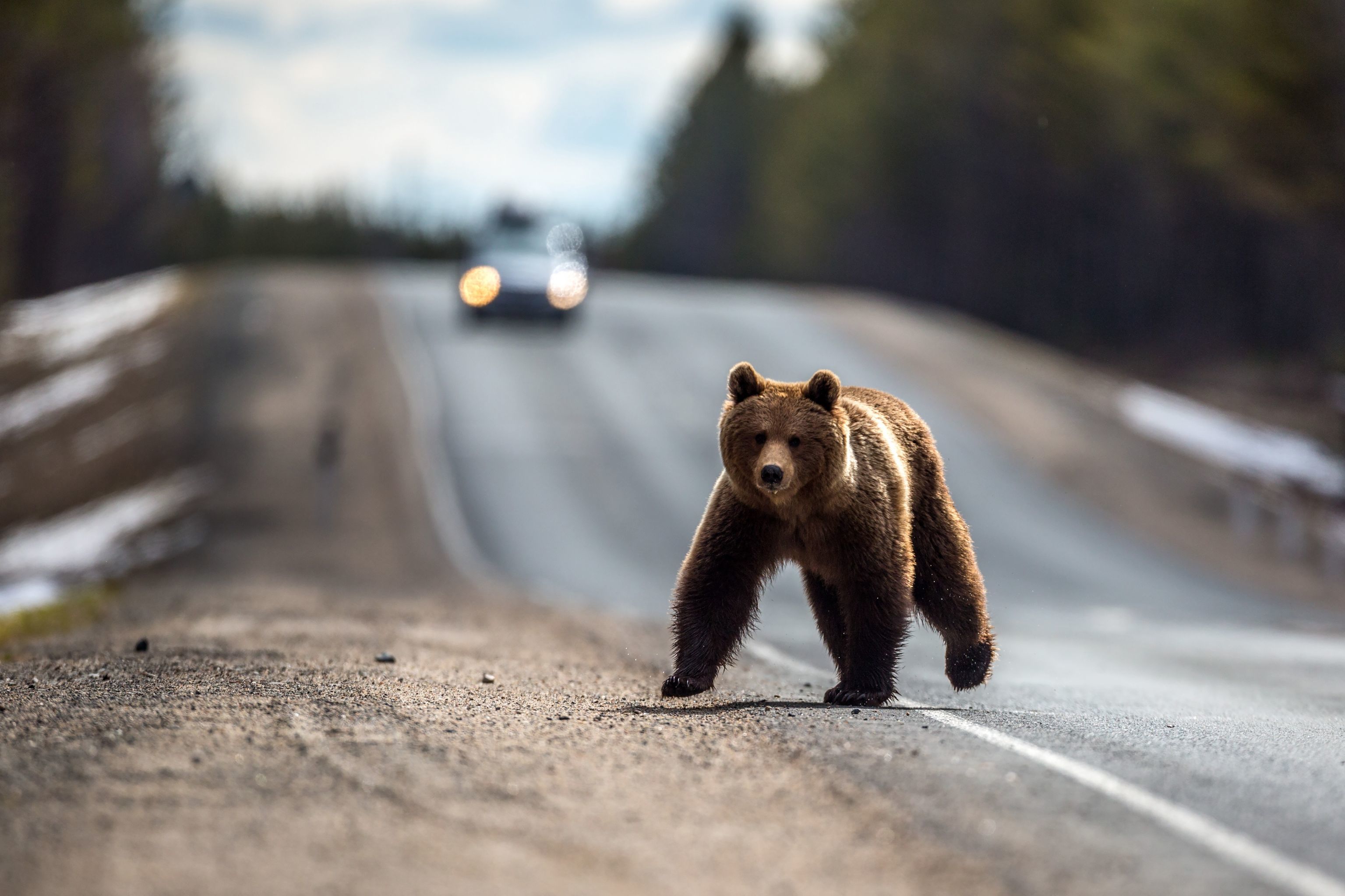 Бурый медведь скорость бега км ч. Медведь бежит. Бурый медведь бежит. Бегущий ме. Бурый медведь на дороге.