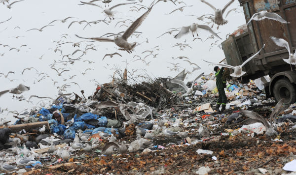 Выгрузка мусора на свалке бытовых отходов