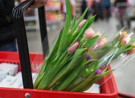 Цветы, тюльпаны