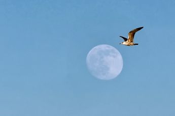 Чайка и луна