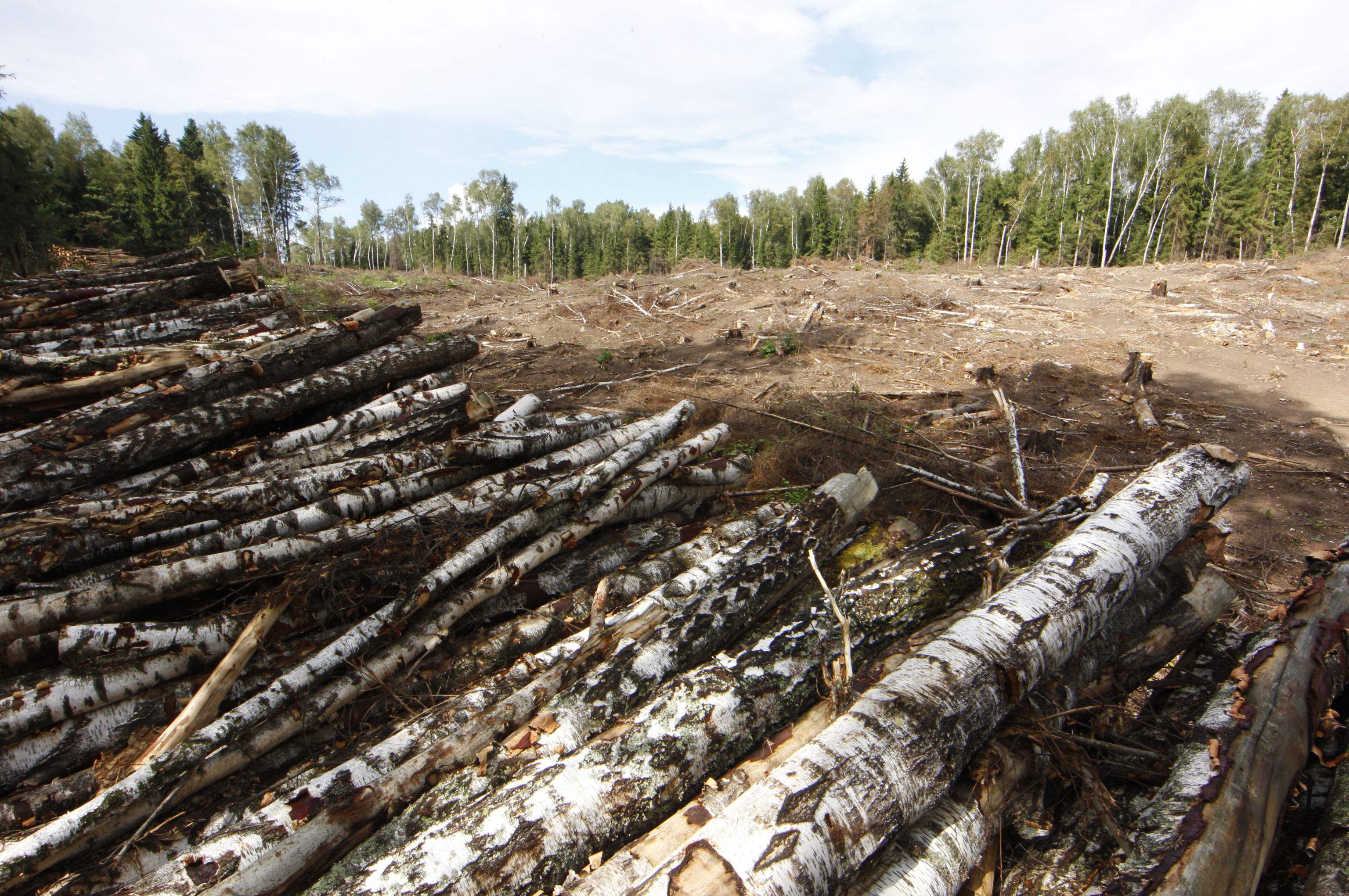 Лесные проблемы россии. Вырубка лесов. Уничтожение лесов. Истребление лесов. Масштабная вырубка лесов.